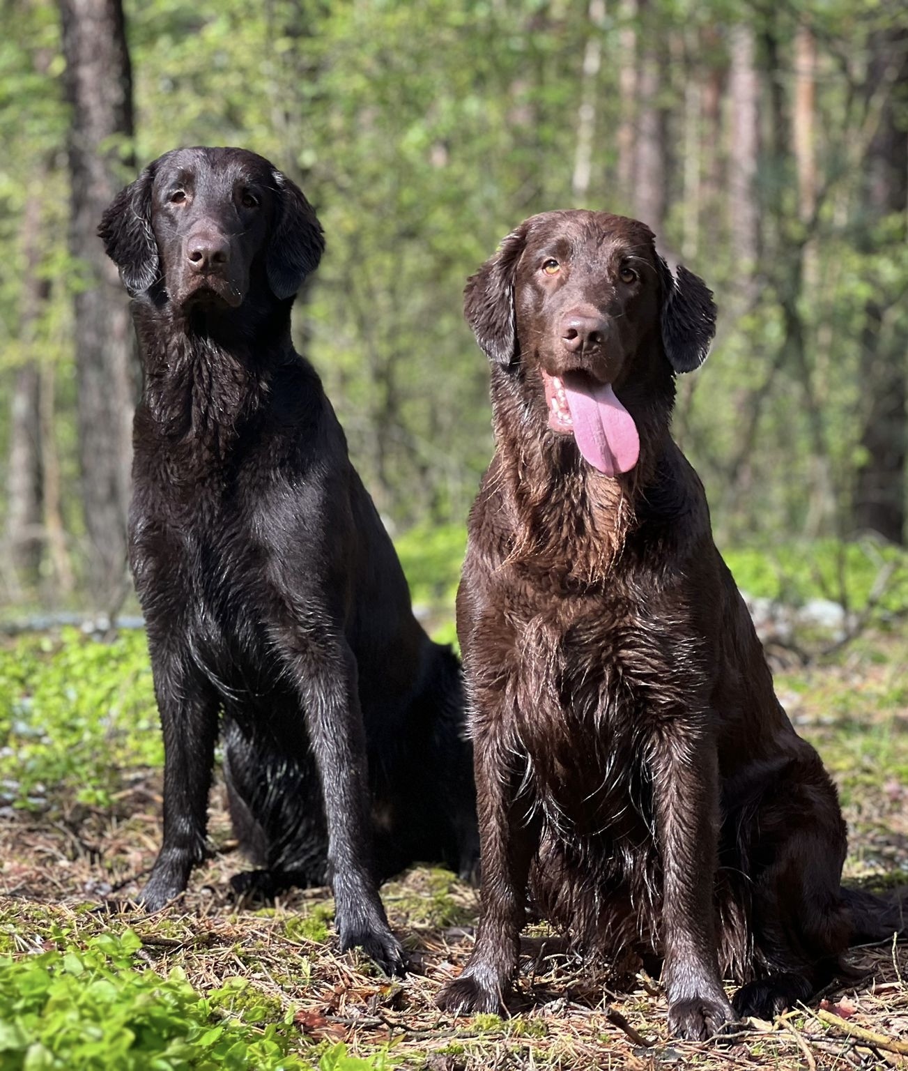 Mellon und Luna - Unsere Flat Coated Retriever