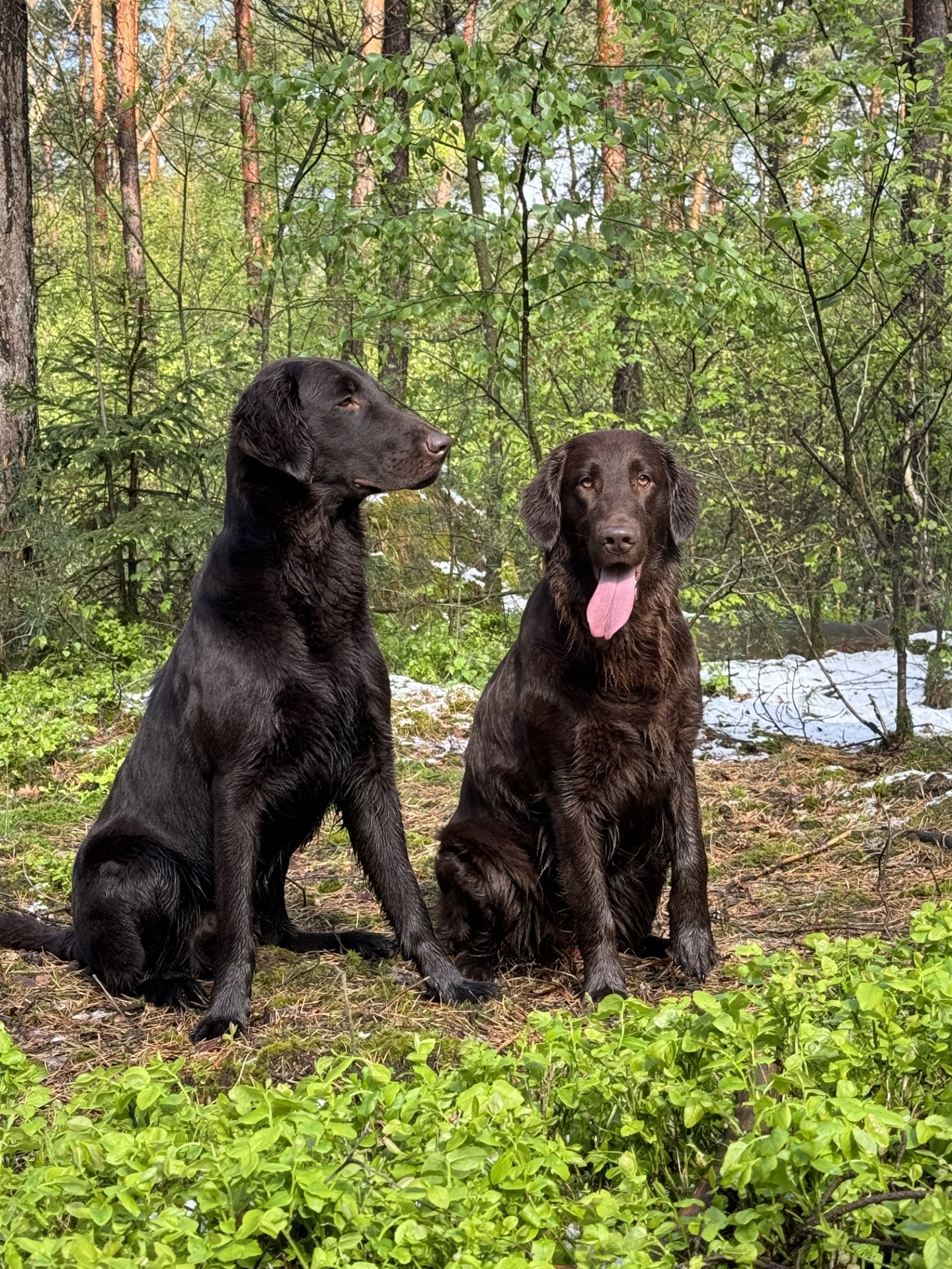 Eleganter Flat Coated Retriever