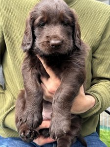 Ares (Herr Orange) - Bild 2