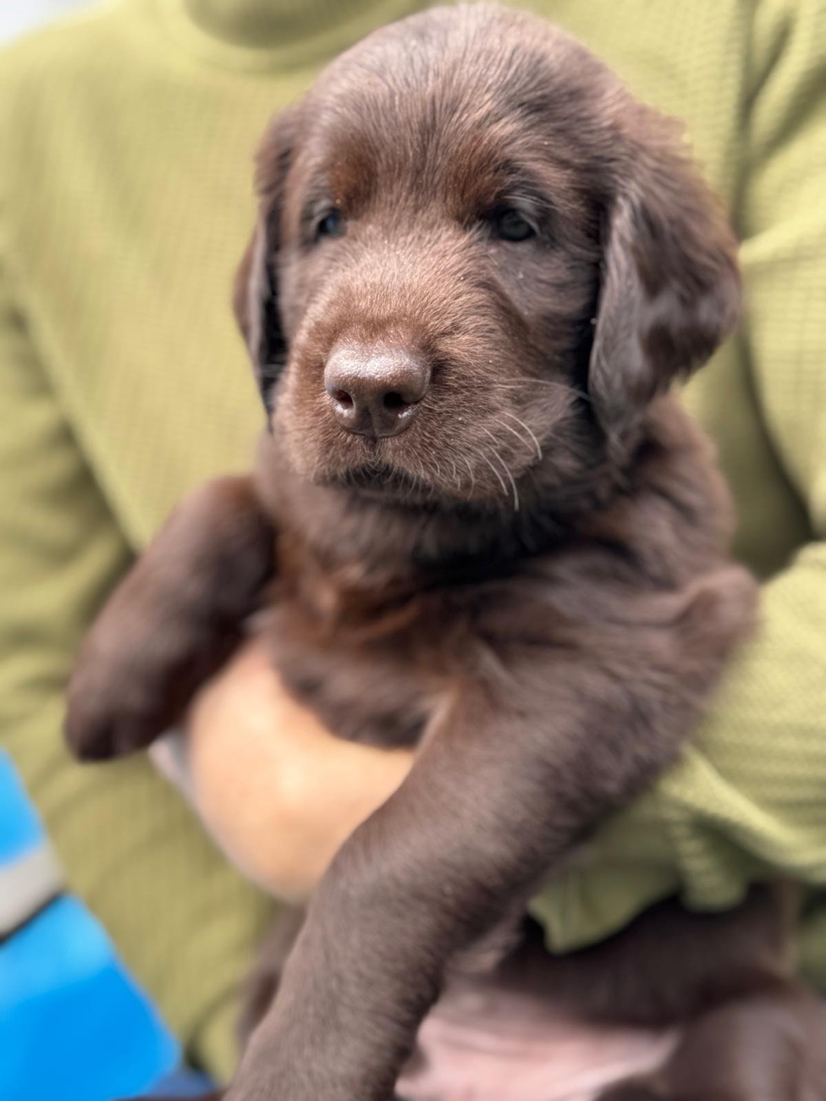 Atlas (Herr Rosa)